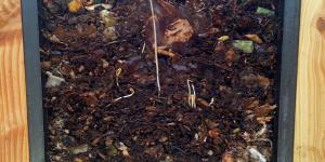 Coupe transversale d'un compost en cours de décomposition