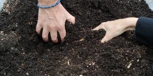 Mains dans du compost mûr