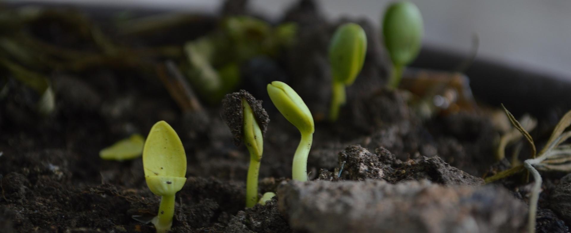 Image de jeunes pousses
