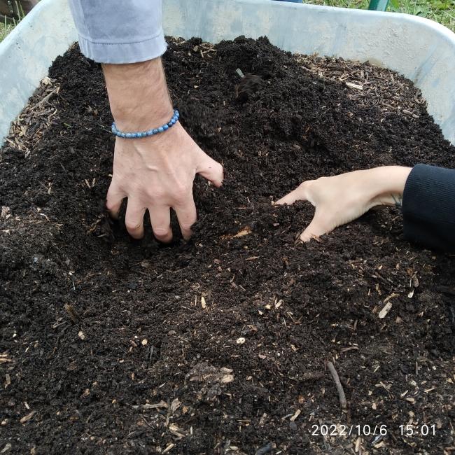 Mains dans du compost mûr
